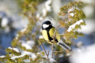 Koolmees, Great Tit, Parus major