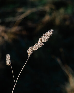 close up of dry grass in winter