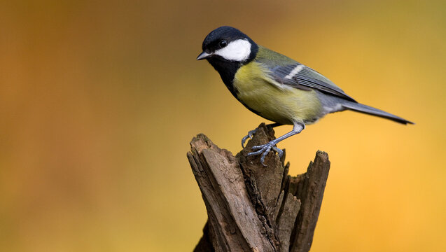 Koolmees, Great Tit, Parus major