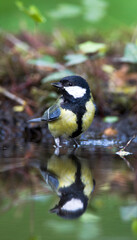 Koolmees, Great Tit, Parus major