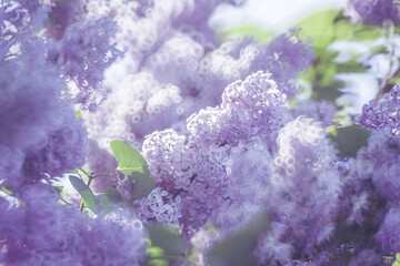 lilac bush during the period of lush flowering.