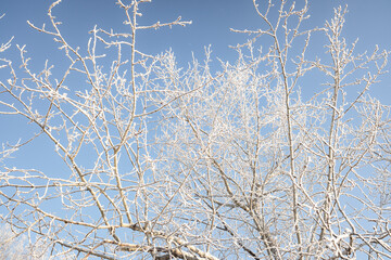 Fototapeta na wymiar Branches of trees covered with white frost against the blue sky, winter landscape.