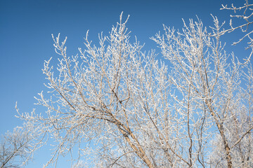 winter landscape park trees rime against the sky