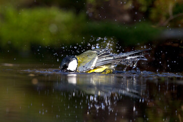 Koolmees, Great Tit, Parus major