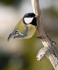 Koolmees, Great Tit, Parus major