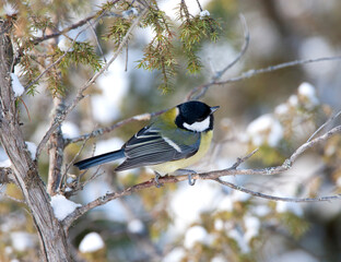 Koolmees, Great Tit, Parus major