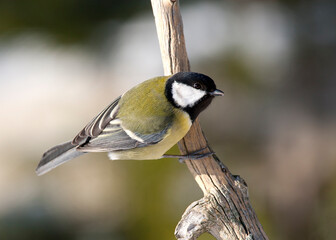 Koolmees, Great Tit, Parus major