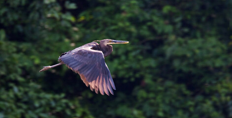 Sumatraanse Reiger, Great-billed Heron, Ardea sumatrana