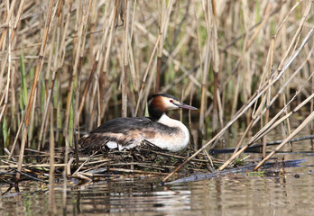 Fuut, Great Crested Grebe, Podiceps cristatus