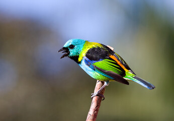 Prachttangare, Green-headed Tanager, Tangara seledon