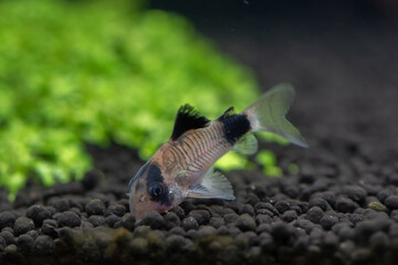 Panda corydoras