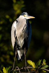 Blauwe Reiger; Grey Heron; Ardea cinerea