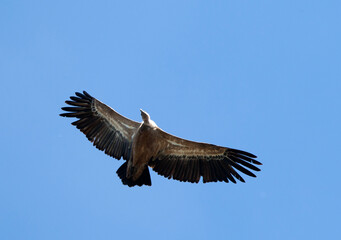 Fototapeta premium Vale Gier, Griffon Vulture, Gyps fulvus