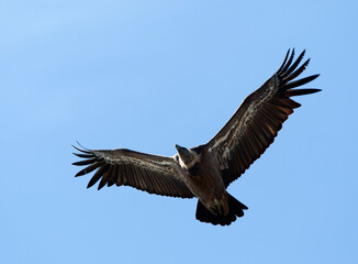 Vale Gier, Griffon Vulture, Gyps fulvus