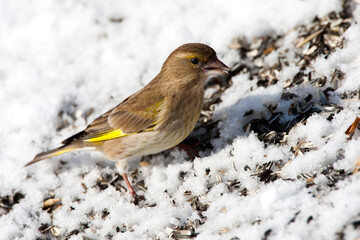 Groenling, European Greenfinch, Carduelis chloris