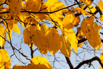 Fototapeta na wymiar maple foliage in autumn leaf fall