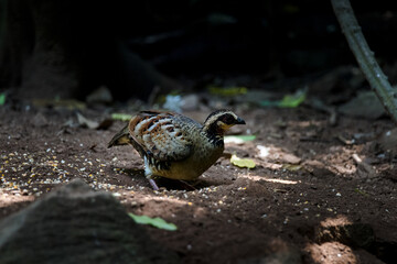 Bar Backed Partridge bird foraging for food