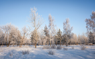 winter landscape park trees rime against the sky