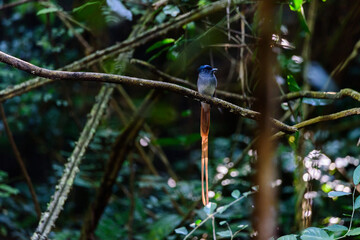 Asian Paradise Flycatcher ,Pair of birds.