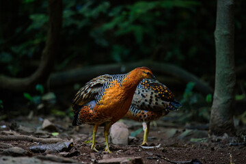 Ferruginous Partridge searching for food on the ground in the jungle