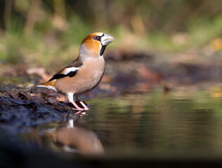 Appelvink, Hawfinch, Coccothraustes coccothraustes