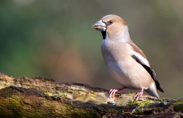 Tragetasche Appelvink, Hawfinch, Coccothraustes coccothraustes © AGAMI