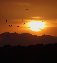 Atardecer observando aves / Sunset bird watching