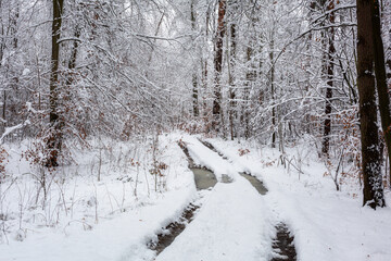 Snowy forest in idyllic winter landscape.