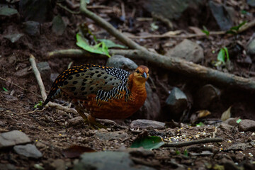 Fototapeta na wymiar Ferruginous Partridge searching for food on the ground in the jungle