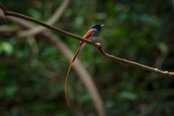 Asian Paradise Flycatcher ,Pair of birds