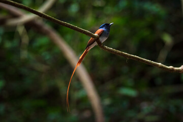 Asian Paradise Flycatcher ,Pair of birds
