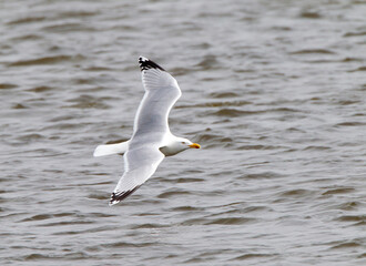 Zilvermeeuw, Herring Gull, Larus argentatus