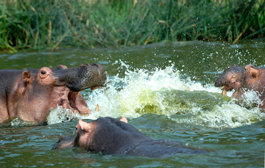 Nijlpaard, Hippo, Hippopotamus amphibius