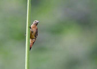 Hispaniolaspecht, Hispaniolan Woodpecker, Melanerpes striatus