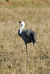 Hooded Crane, Monnikskraanvogel, Grus monacha