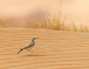 Witbandleeuwerik, Greater Hoopoe-Lark, Alaemon alaudipes