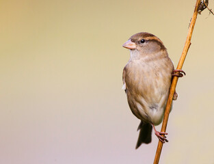 Huismus, House Sparrow, Passer domesticus