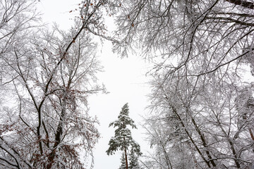 Fototapeta na wymiar Snowy forest in idyllic winter landscape.