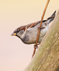 Huismus, House Sparrow, Passer domesticus