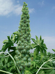 The oil of castor seed is one of raw materials used in the production of biofuel