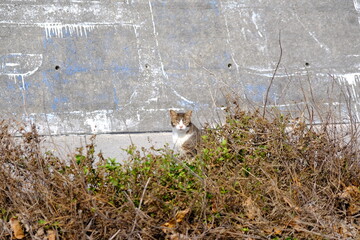 A cat looking at you from a bush