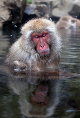 Naklejka premium Japanse Makaak, Japanese Macaque, Macaca fuscata