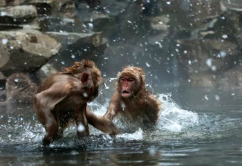 Foto auf Leinwand Japanse Makaak, Japanese Macaque, Macaca fuscata © AGAMI