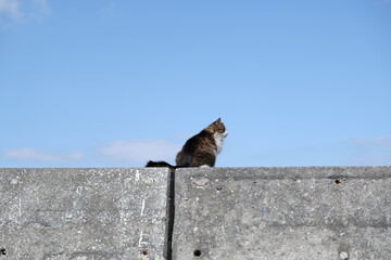 A cat standing on a wall