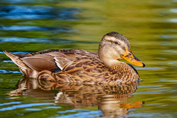Fototapeta premium Mallard Female Closeup ( Anas platyrhynchos ) 