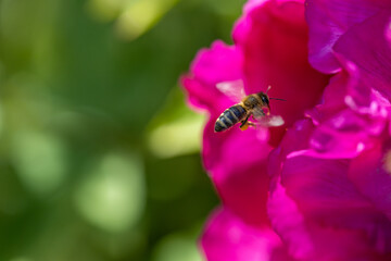 A bee on a fuchsia peony flower. Detailed macro view.