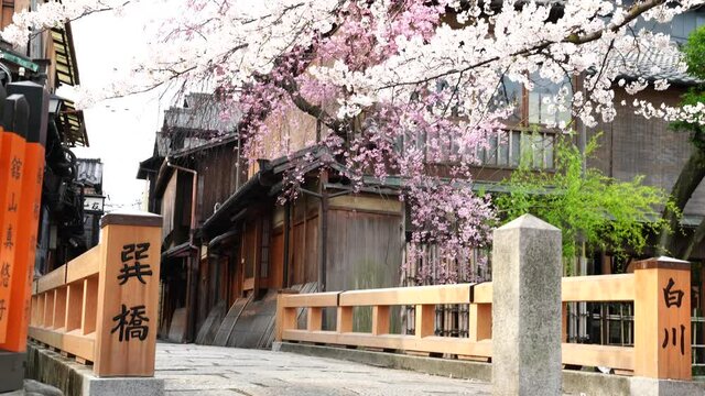 春の京都　イメージ　満開の桜と祇園白川　巽橋