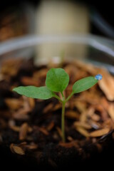 Seedlings of eggplant in a pot.