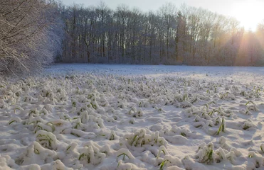 Foto auf Leinwand Besneeuwd landschap, Landscape with snow © AGAMI