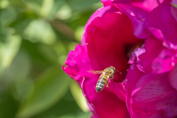 A bee on a fuchsia peony flower. Detailed macro view.